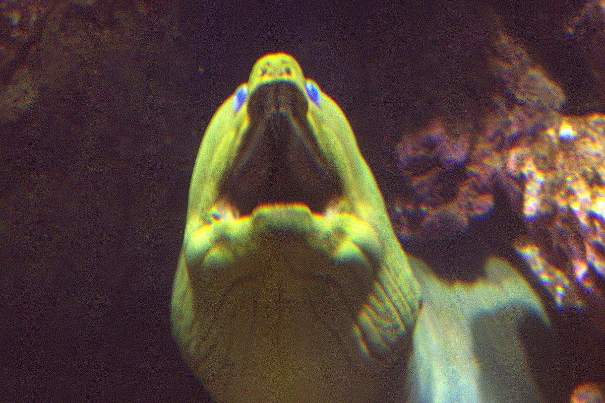 Mortimer the moray eel showing teeth