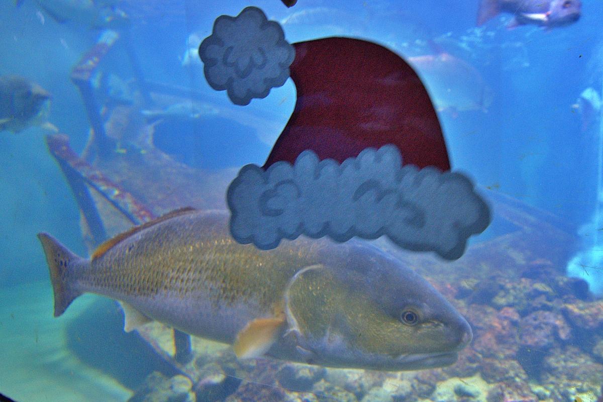 A redfish wearing a Santa cap