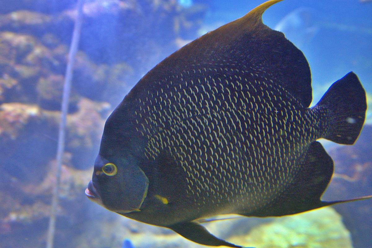 Black reef fish