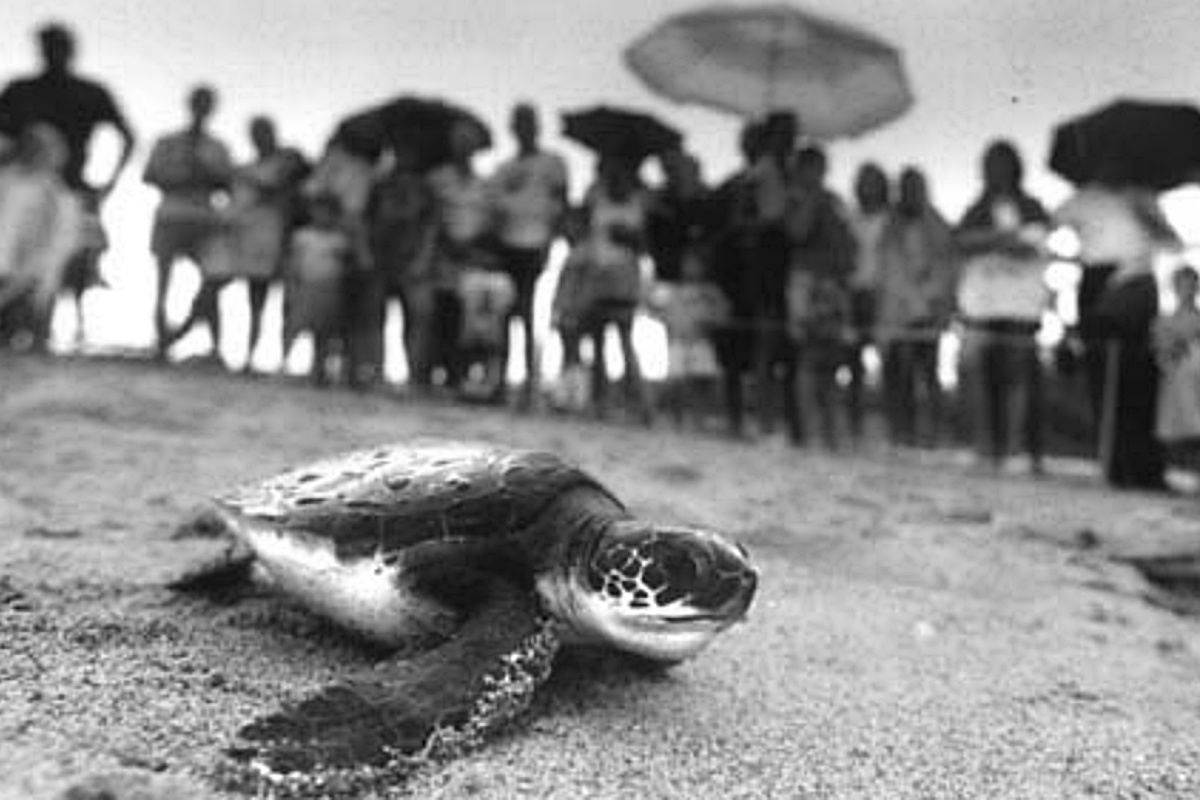 A turtle heading toward the sea