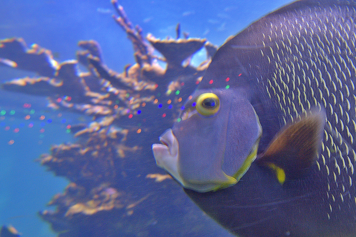 Fish at Gumbo Limbo Nature Center